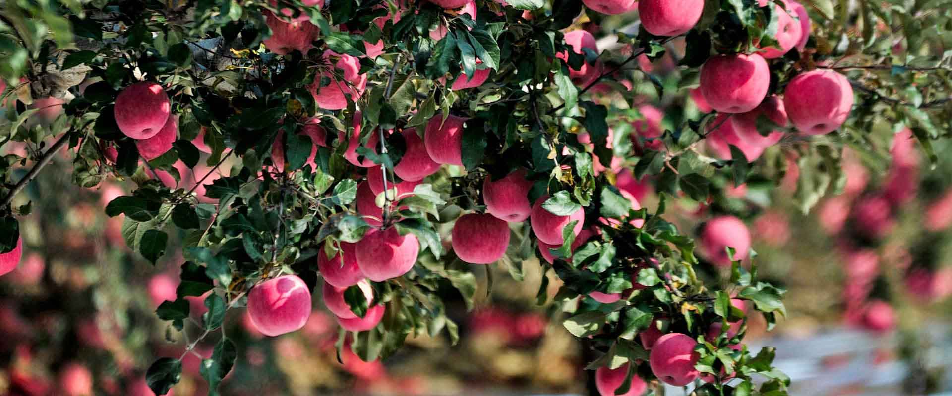 農(nóng)林種植小氣候觀測(cè)自動(dòng)氣象站方案